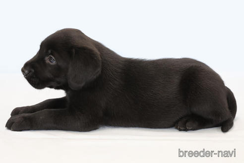 成約済の神奈川県のラブラドールレトリーバー-185922の2枚目